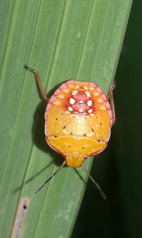 Nezara viridula f. aurantiaca? (Pentatomidae)